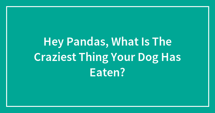 Hey Pandas, What Is The Craziest Thing Your Dog Has Eaten? (Closed)