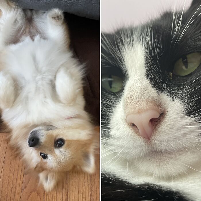 I Found The Best Photos Of My Pets