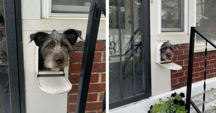 Dog Sticks His Head Out Of The Mailbox Every Morning To Greet The Neighbors