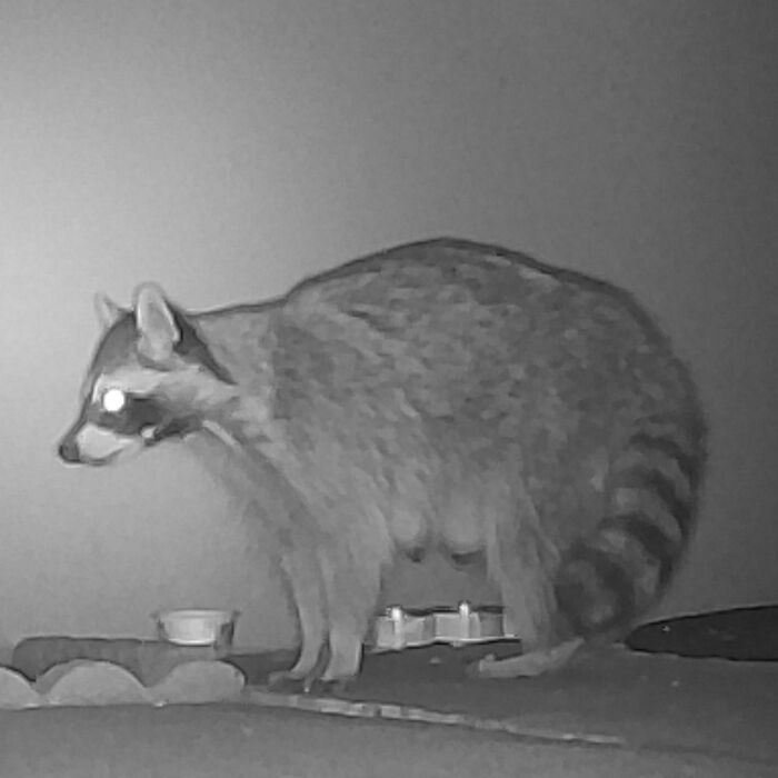 We Were Visited By The Cutest Raccoon Family