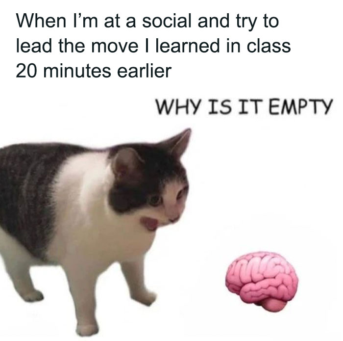 Cat yelling at a brain, frustrated over not remembering dance moves; funny dance meme expressing relatable memory issues.