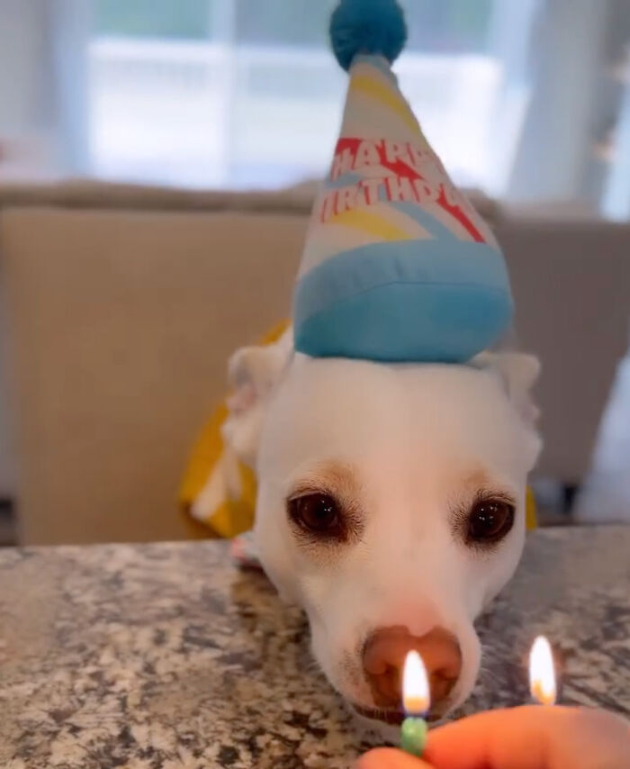 Guy Never Wanted A Dog, Now He Goes All Out For Their Birthday Pawties
