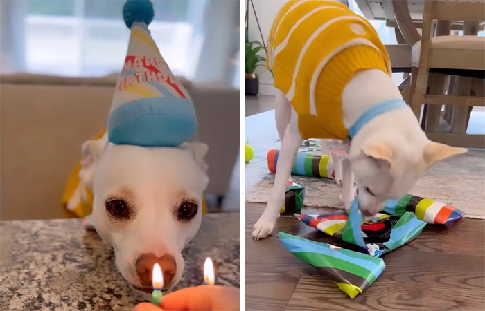 Guy Never Wanted A Dog, Now He Goes All Out For Their Birthday Pawties