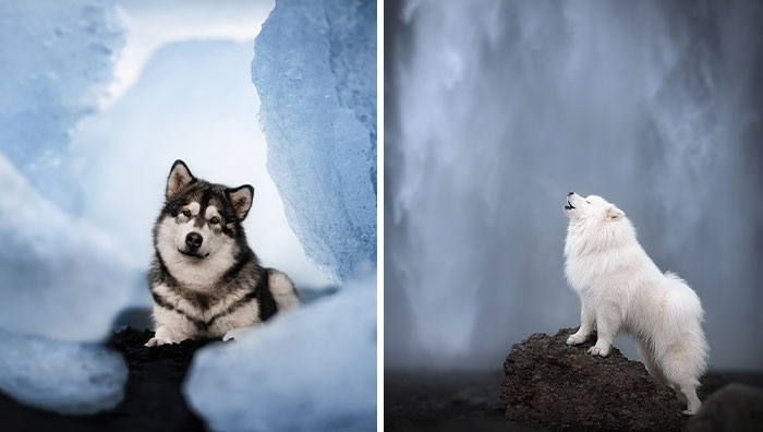 I Am A Dog Photographer And Here Are 20 Of My Best Shots Taken In Iceland