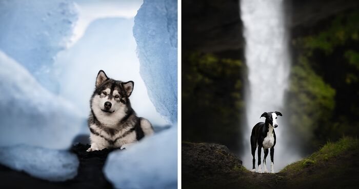 I Am A Dog Photographer And Here Are 20 Of My Best Shots Taken In Iceland