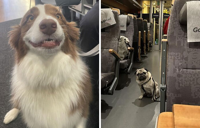 50 Of The Best Pics From The ‘Dogspotting’ Group Where People Share Their Most Unexpected Encounters (New Pics)
