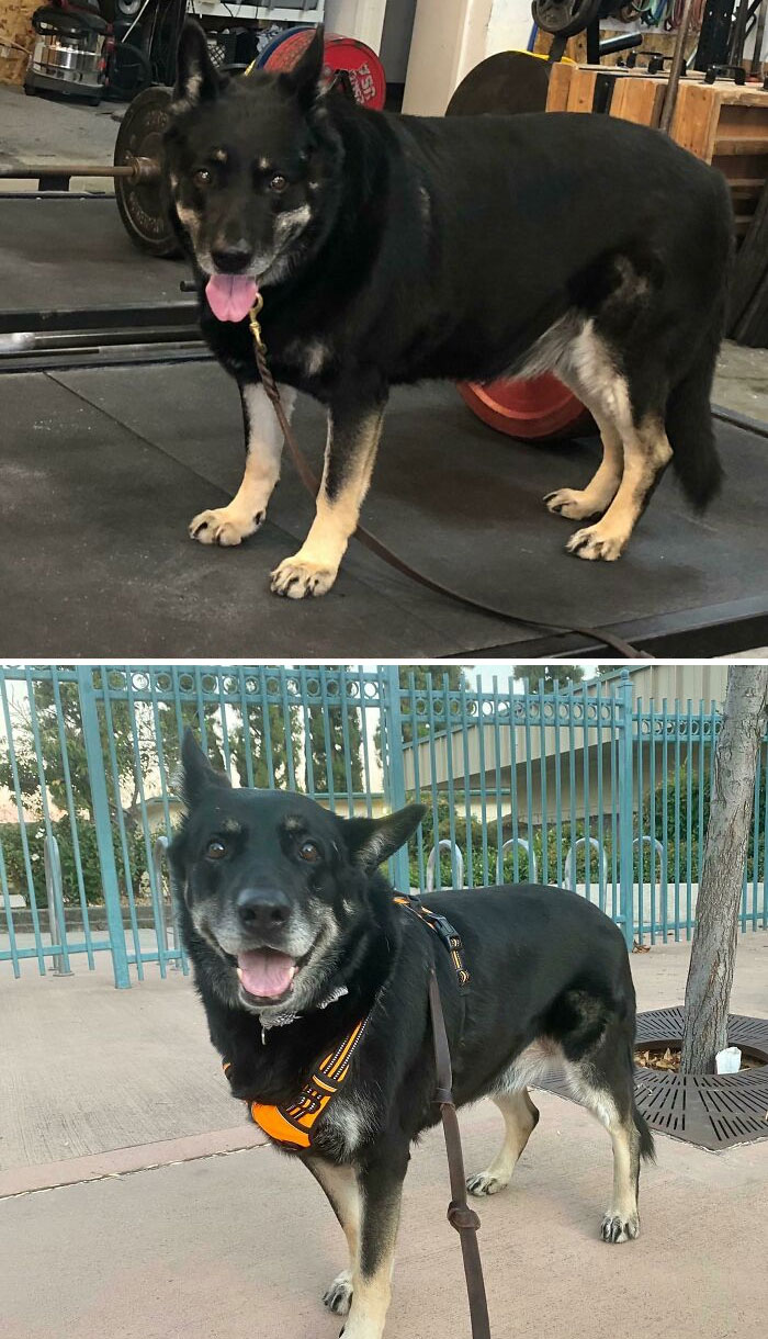 127 Lbs To 108 Lbs. Progress Photo. I’m A Happy Mother! So Proud Of My Rescued Baby