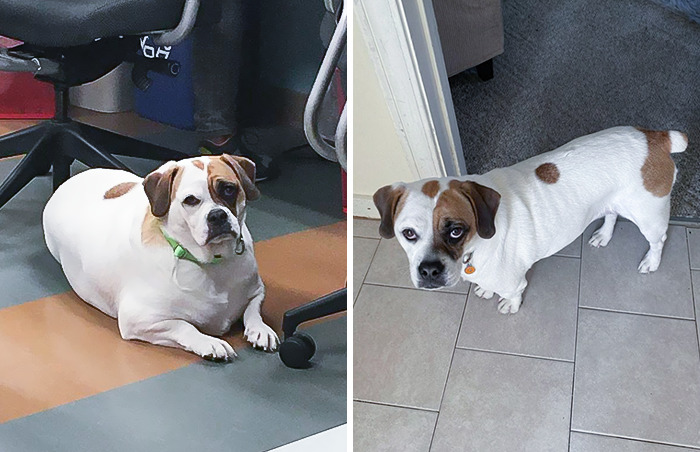 Adopted This Chubby Little Beagle Bulldog 2 Years Ago Today. Look At How His Weight Loss Has Improved