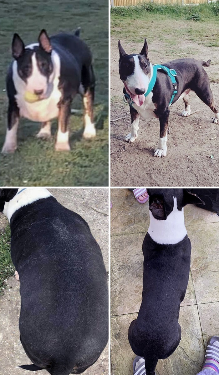 Claude Was Dumped At A Boarding Kennel Weighing 59 Kg. His New Family Rescued Him And Started His Weight Loss Journey For A Healthier Life And He Has Dropped 33 Kg