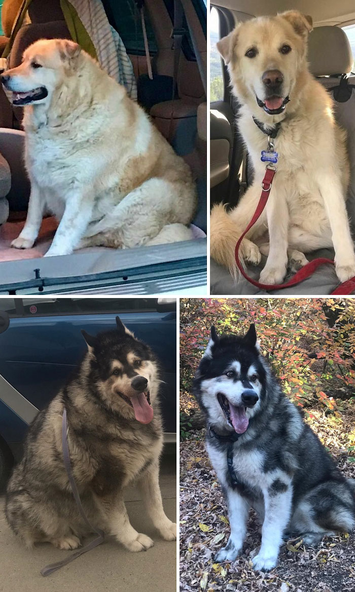 Even As Senior Dogs We Were Successful At Weight Loss With Regular Exercise And Food Portion Control. We’re Both 100 Pounds Down (Or Pretty Close To It) And Healthier Than Ever