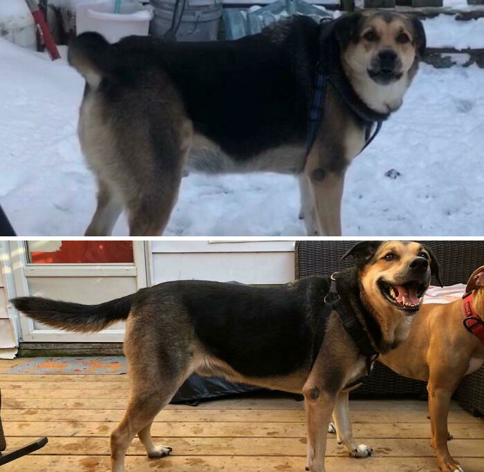 Posting This To Show Off My Boy's Weight Loss. This Took About 15 Months And He Still Has More To Lose