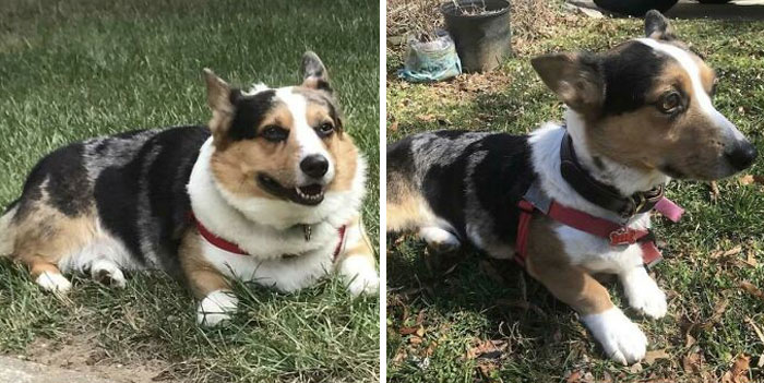 Meet Lemmy Kilmister. We Welcomed This Chonker As A Foster. He Was Tipping The Scale At 47 Lbs. One Year After, He Got To A Much Healthier 30 Lbs… And A Foster Fail