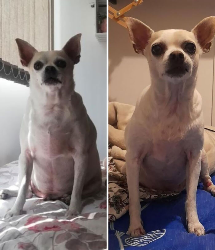 Nacho Went From 10 Kg To 6.5 Kg! Not Fully Dechonked But Really Proud Of My Good Boy