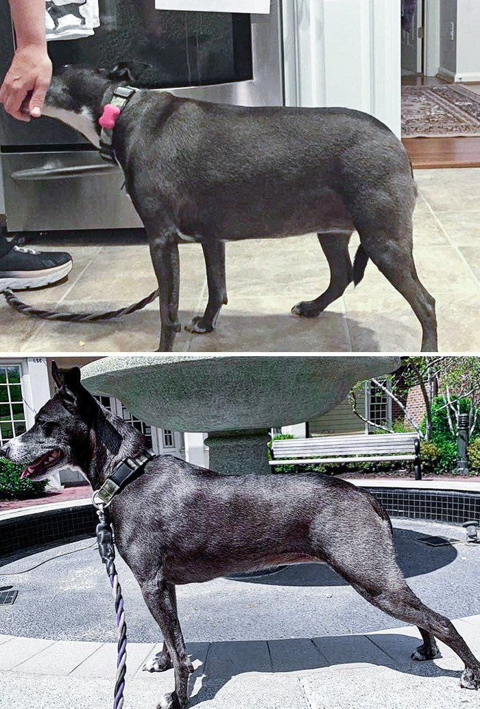 Her Starting Weight Was 44.7 Lbs. She Is Currently Standing At 33 Lbs