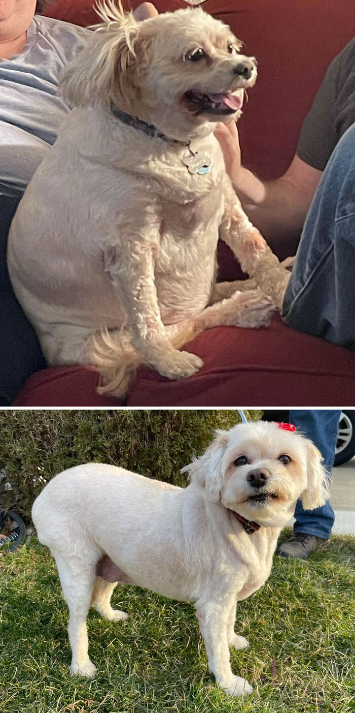 This Is Grace, My Friend's Rescue. 43 Lbs To 31.4 Lbs