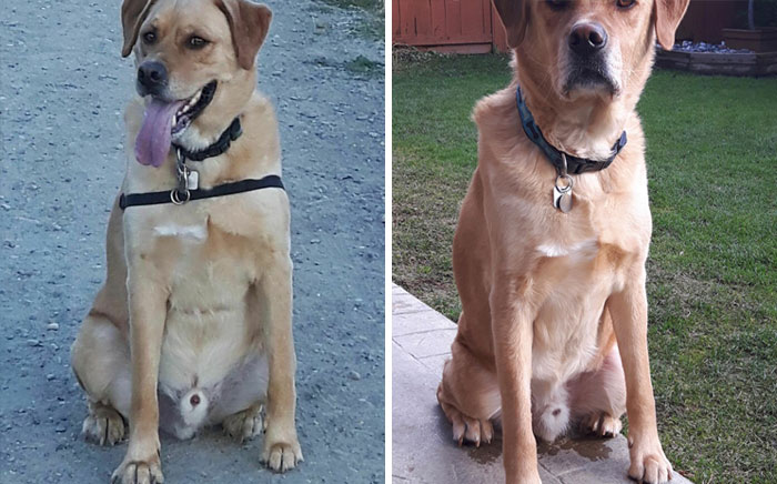 Chester Was On A Weight Loss Plan And With The Dedicated Help Of His Pet Parent Randy, He Was Able To Lose The Weight