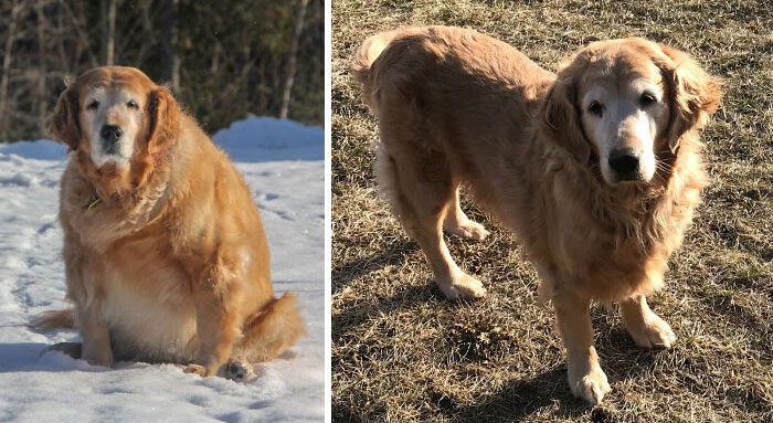 Two Years And Tons Of Walks Later, Shiloh Has Reached Her Target Weight