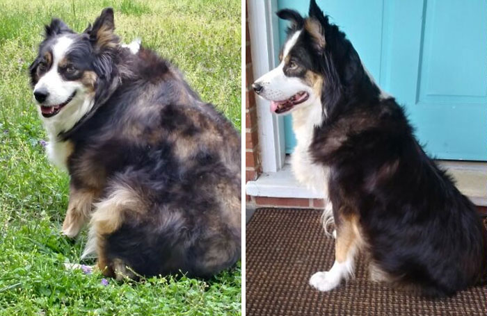 Did Her A Good Dechonk. Down From 74 Lbs To 48 Lbs. A Few More To Go