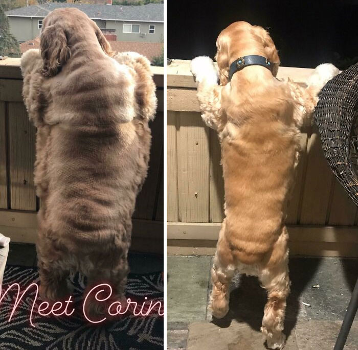 Really Proud Of Our Dechonked Rescue Pupper Corina. 22 Weeks Later, 22 Lbs Lighter