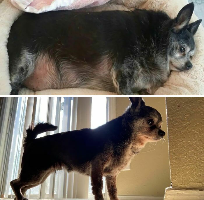 Look What I Did. 11 Pounds Down Is A Lot For A Chihuahua