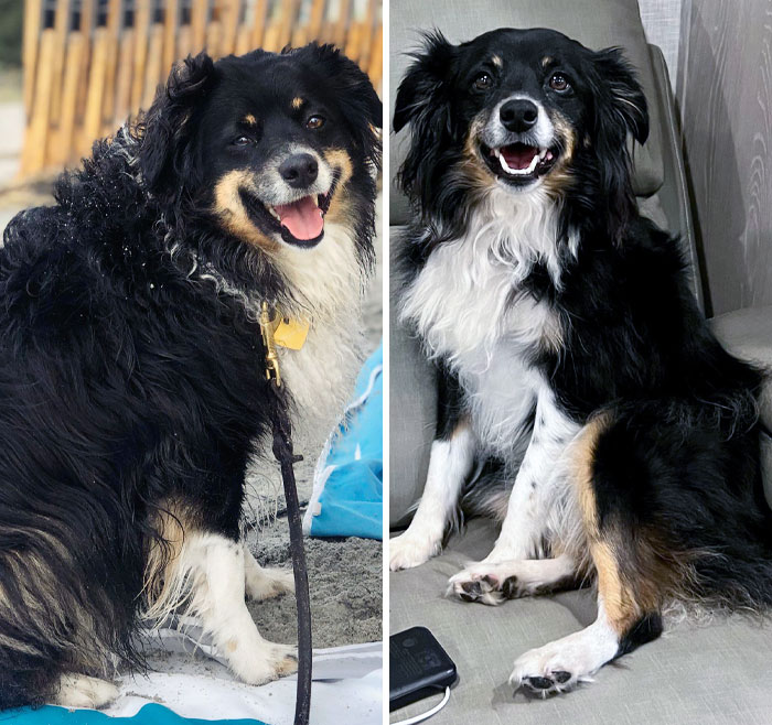 Chloe Went From A Chonky 35 Lbs To A Fit 24 Lbs And Is Now An Agility Athlete
