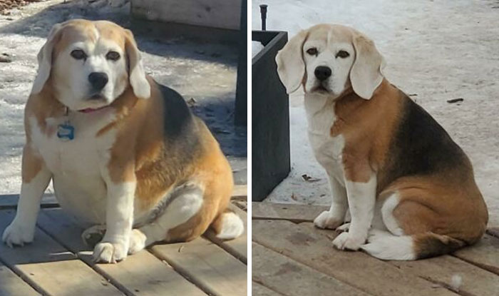 Mom's Dementia Caused Her To Overfeed For Months. After A Normal Diet And Lots Of Exercise, Beezie Has Shed Nearly 20 Lbs And She Has A New Lease On Life. 45,6 Lbs To 26,8 Lbs