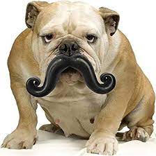 dogstache-64ee33a2c9e76.jpg