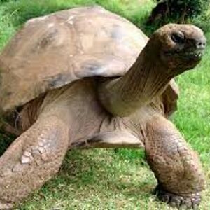 Very Bi Tortoise (He/Him)