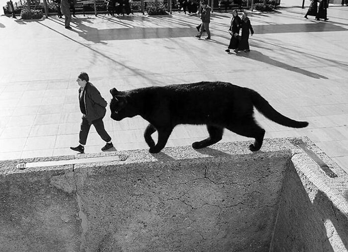 I Collected The Best Cat Photographs From This Street Photographers Account (47 Pics)