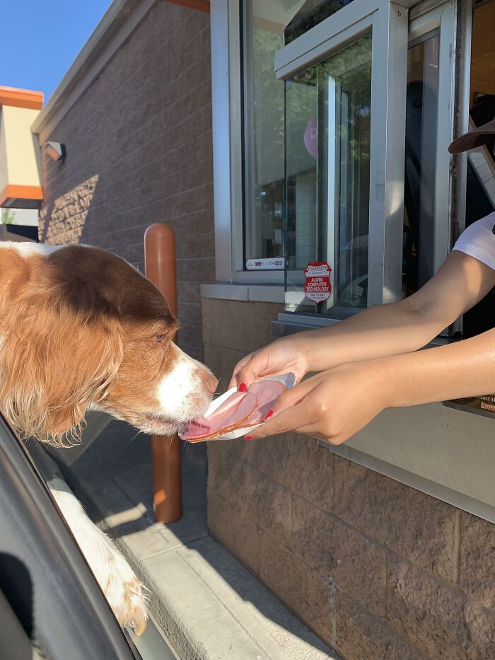Shoutout To My Local Dunkin For The Ham Treat For Buster!