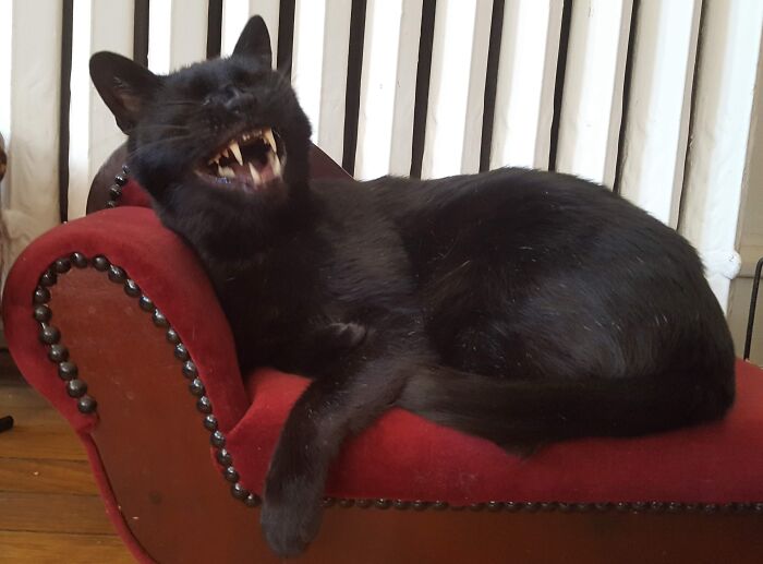 Mojo, Here Impersonating A Villainous Victorian Dandy