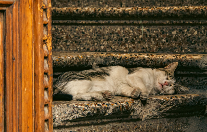 Cat sleeping on stone stairs