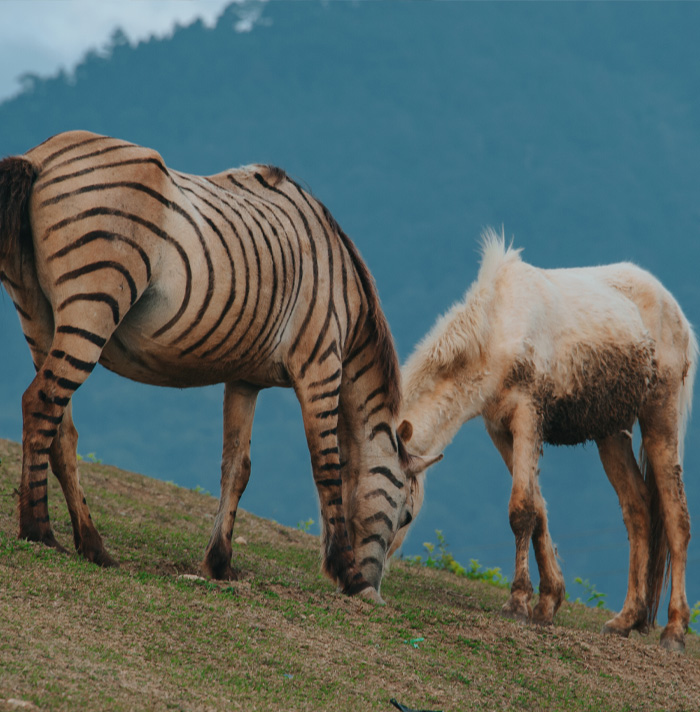 54 Facts About Horses That Shed Some Light On These Majestic Animals