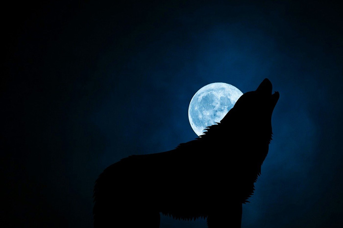 wolf yowling on the moon