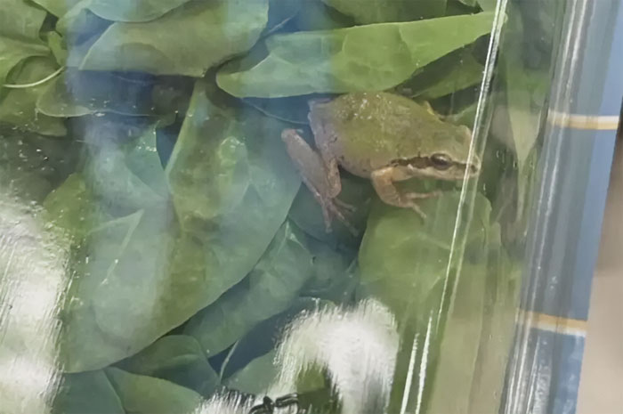 Michigan Family Is Baffled After Discovering Live Frog Inside A Sealed Bag Of 'Triple Washed' Spinach