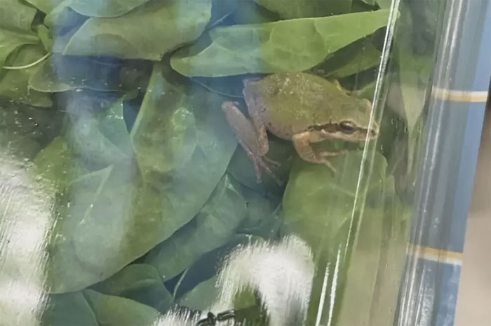 Michigan Family Is Baffled After Discovering Live Frog Inside A Sealed Bag Of 'Triple Washed' Spinach Michigan Family Is Baffled After Discovering Live Frog Inside A Sealed Bag Of 'Triple Washed' Spinach