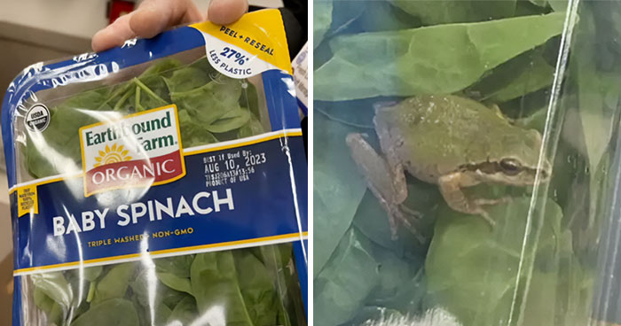 Michigan Family Is Baffled After Discovering Live Frog Inside A Sealed Bag Of ‘Triple Washed’ Spinach