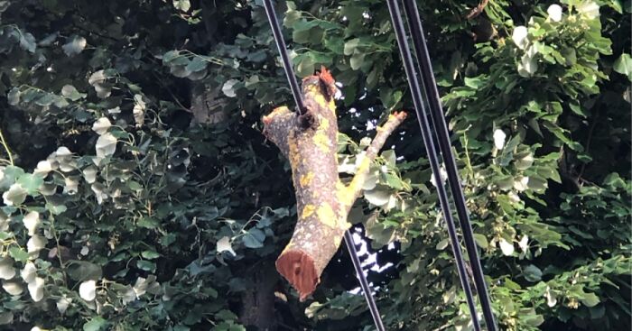 Hey Pandas, Post Something Weird You Saw When You Went Out