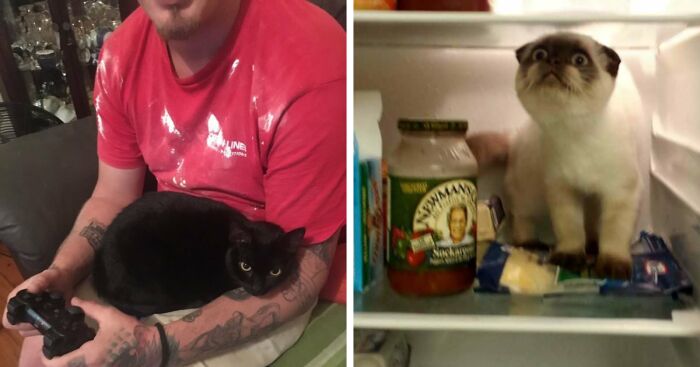 19 Important Milestones For Cat Owners