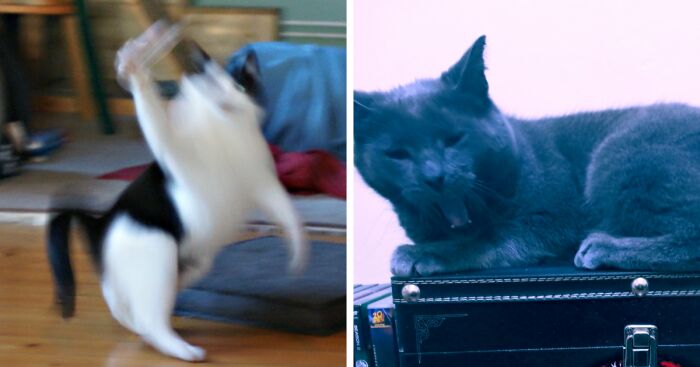 Hey Pandas, Post An Image Of Your Pet Looking Possessed (Closed)