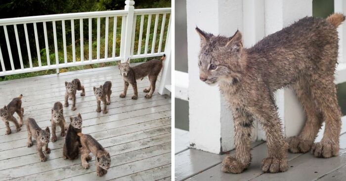 Man Woke Up To Strange Noise And He Discovered Lynx Family At His Doorstep