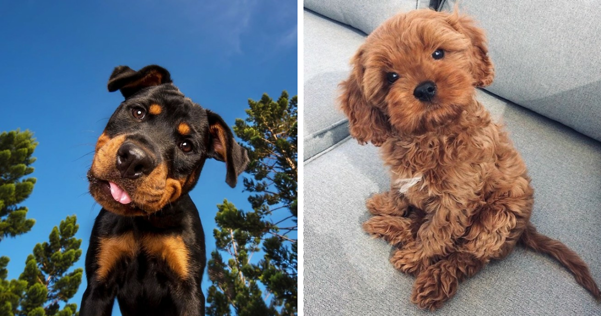 18 Dogs With Adorable HeadTilting Skills Bored Panda