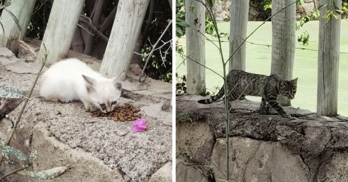 Raising Cheeky And Frankie (11 Pics)