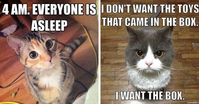 6 Hilarious Photos That Perfectly Explain Cat Logic