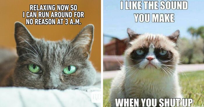 Angry - Cat Meme Of The Decade - lol, cat memes, funny cats, funny cat  pictures with words on them, funny pictures, lol cat memes