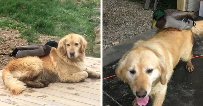 Wild Duck And Dog Meet Every Night For A Swim And Become Best Friends