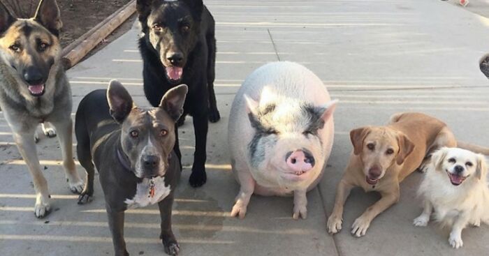 This Pig Grew Up With 5 Dog Siblings And Now Thinks He’s Just One Of Them
