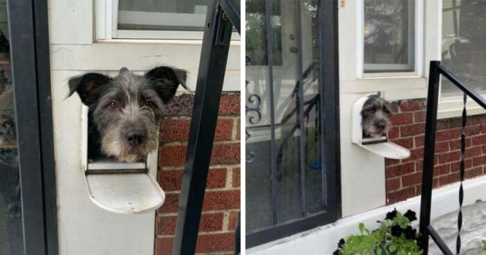 Dog Sticks His Head Out Of The Mailbox Every Morning To Greet The Neighbors