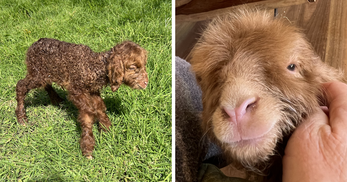 My Journey Of Hand-Rearing An Abandoned Lamb; Here Are The First Six ...