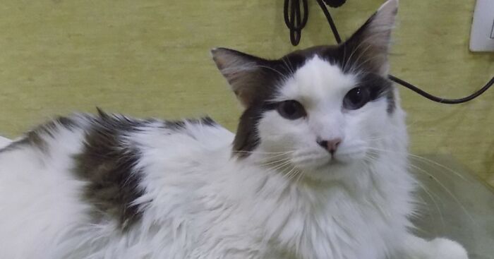 Meet Oliver, Our Sugar Kitty